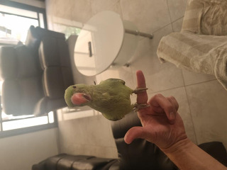 דררה האכלת יד
