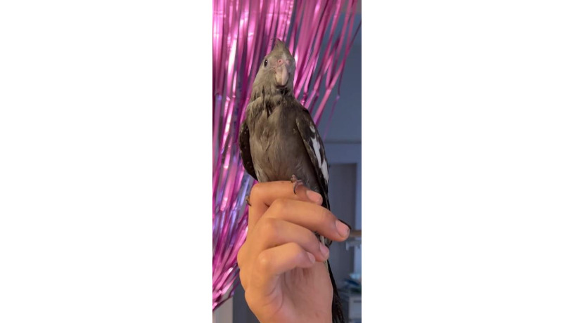 -big-1