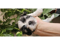 -small-2