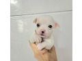 -small-4