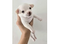 -small-1