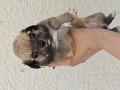 -small-3