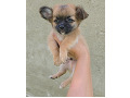 -small-5