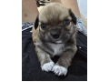-small-6