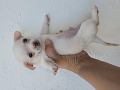 -small-2