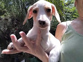 -small-3