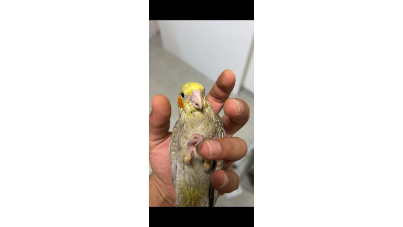 -big-1