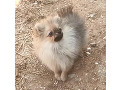 -small-0