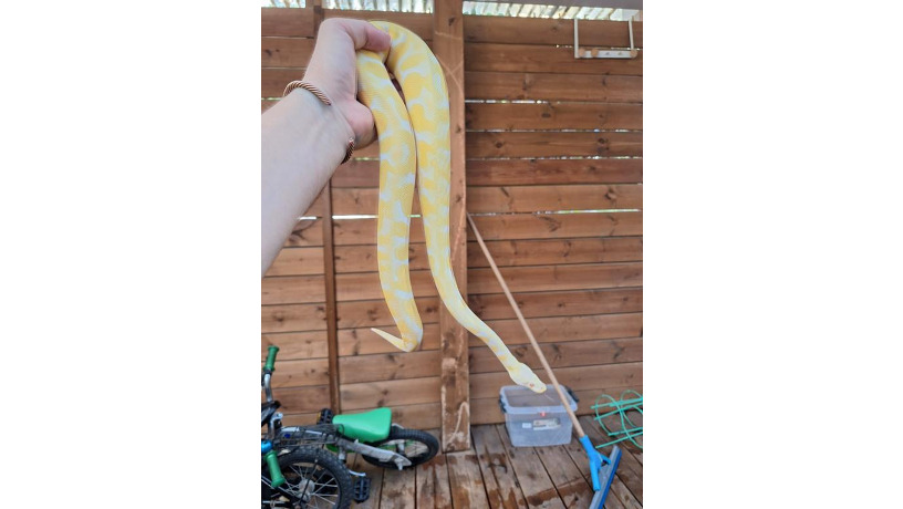 -big-0