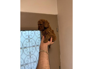 גורי פודל טוי מושלמים ????
המלטה
