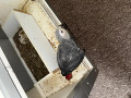 -small-2