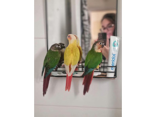 סאנצ׳יק מטובע של העונה האכלת