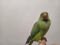 -small-3