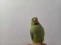 -small-8