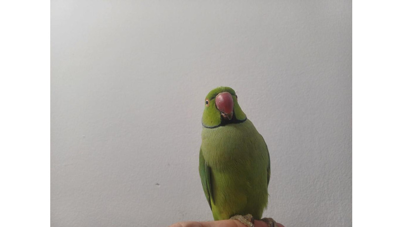 -big-8