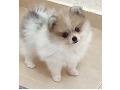 -small-0