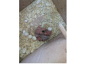 -small-1