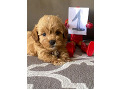 -small-4