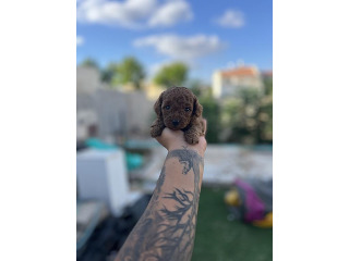 גורי פודל טוי מושלמים המלטה