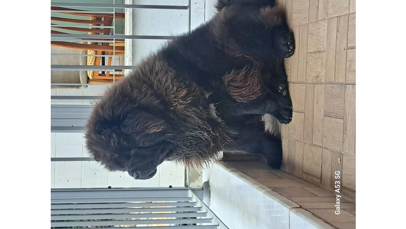 -big-2
