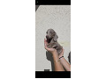 -small-6