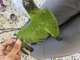 סנגלי בן 4 חודשים וחצי