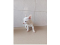 -small-1