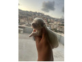 -small-1