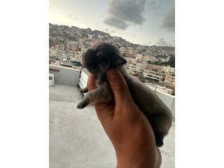 גורי פקינז לשריון,יש זכרים ונקבות
