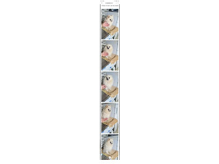 כלבת פומרניאן בת 3 וחצי