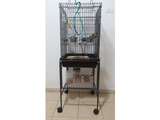 למכירה שני תוכים מסוג גרינציק