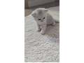 -small-3