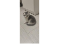 -small-2