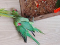 -small-3
