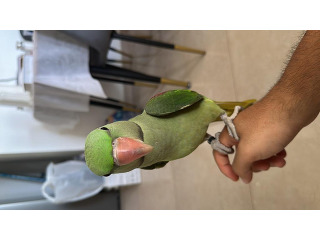 אלכסנדרון זכר בדוק מין בן