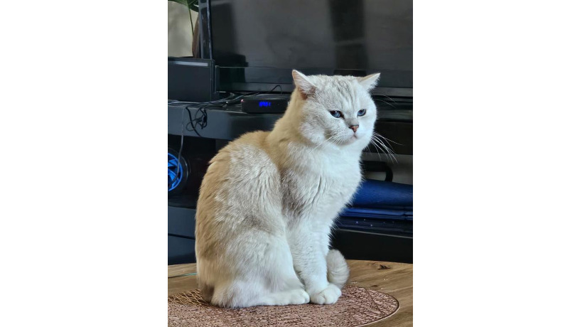 -big-1