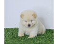 -small-5