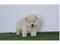 -small-5