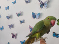 -small-7