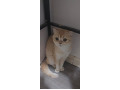 -small-1