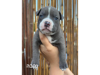גורים של אמריקן בולי פוקט