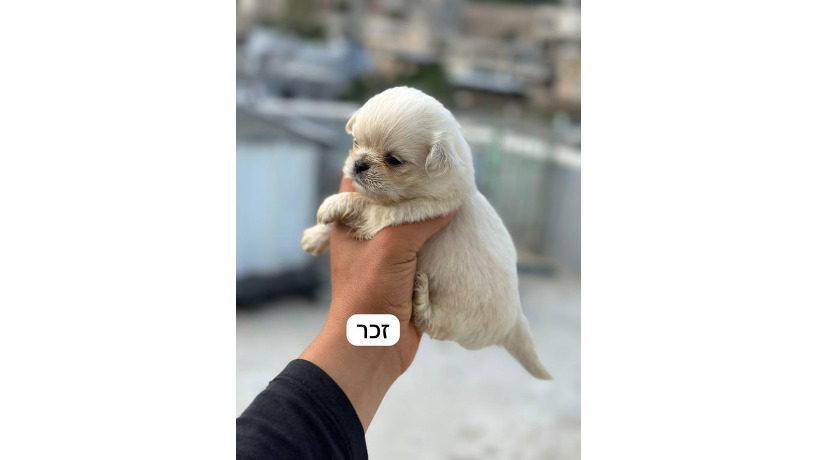 -big-0