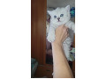 -small-4