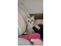 -small-3