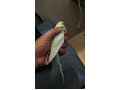 -small-2
