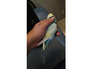 תוכים ובעלי כנף תוכון מכירה