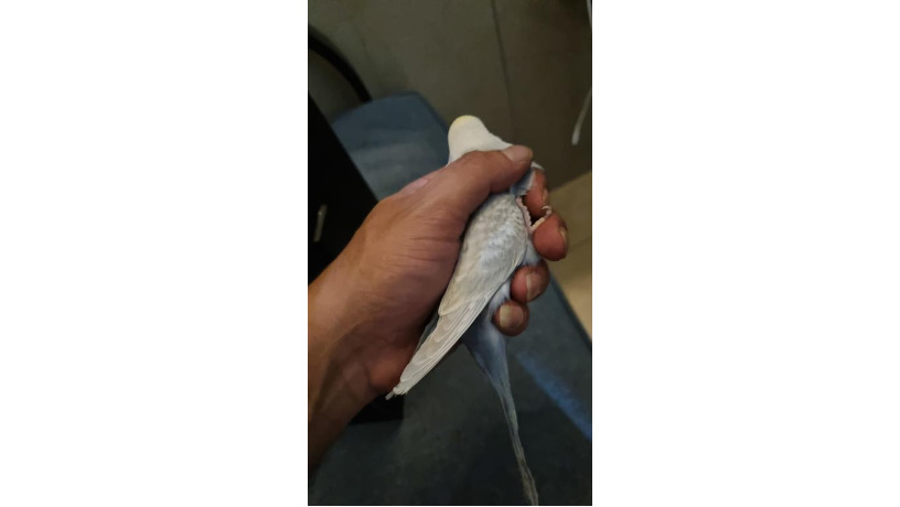 -big-1