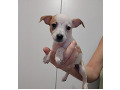 -small-2