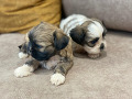 -small-3