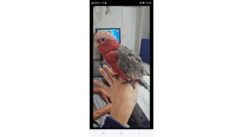 -big-1